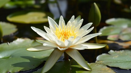 Wall Mural - A single water lily, with delicate white petals and a golden yellow center, blooms in a serene pond. Its beauty evokes peace, purity, and the cyclical nature of life. The lily's reflection in the wate