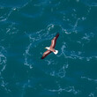 © rayan - Bird on the ocean