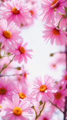 Wall Mural - Delicate Pink Daisy Flowers