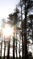 Poster - Sun Shining Through Trees