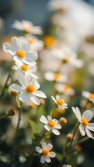 Poster - Close-Up of Delicate White Flowers with Yellow Centers