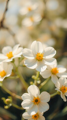 Wall Mural - Delicate White Flowers in Sunlight