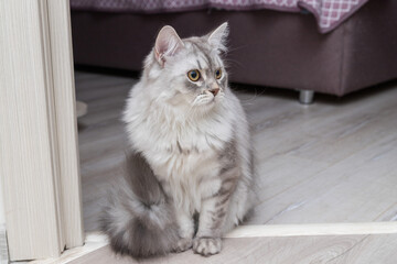 Wall Mural - A very beautiful grey Scottish kitten with brown eyes. He sits at home and looks at you. Wallpaper, postcard. Vertically. Soft focus.