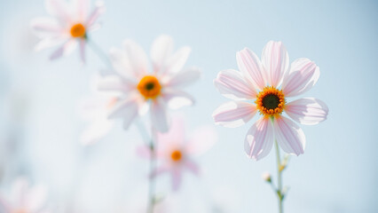 Wall Mural - delicate pink flower against a soft blue sky