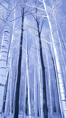 Canvas Print - White Birch Trees in Winter