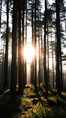 Poster - Sunlight Filtering Through Trees in a Forest