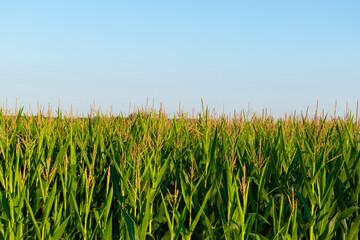 corn field