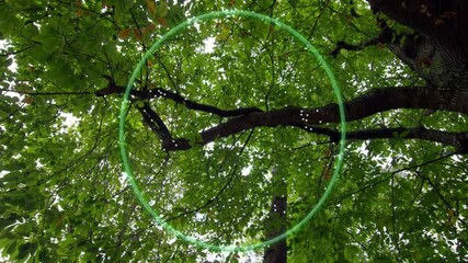 Poster - Green circle animation over tree branches and leaves in forest