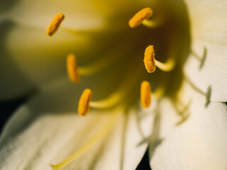 Wall Mural - close up of a flower