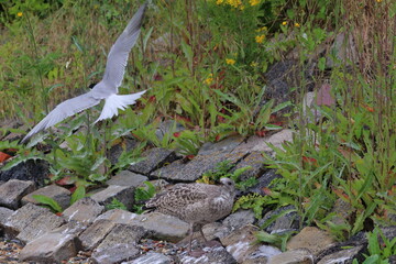 Poster - common tern