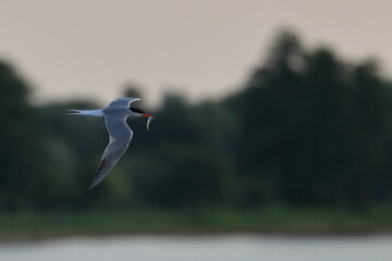 Poster - common tern