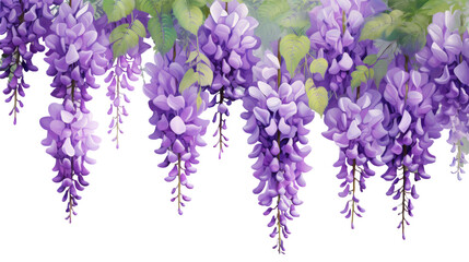 Wall Mural - Hanging purple wisteria flowers on transparent background