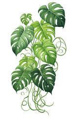 Wall Mural - Tropical monstera leaves with vines on transparent background