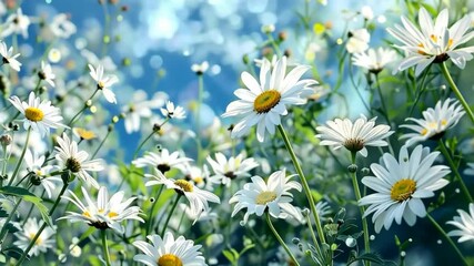 Sticker - A field of white daisies in a watercolor style.