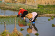 © Stephen Rohan - Two women plant rice in a paddy field in tropical Sanya.