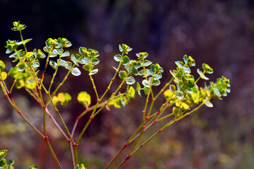 Canvas Print - Detail of a European spurge (Euphorbia sp)