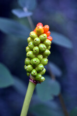 Poster - Frutos tóxicos del arum italiano (Arum italicum)