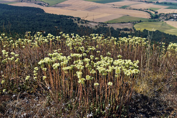 Sticker - Landscape with pale stonecrop (Sedum sediforme) in the foreground