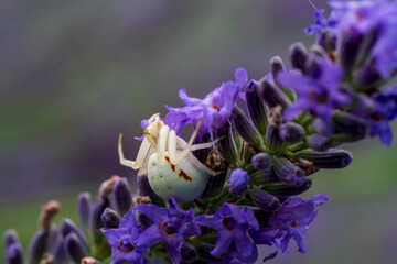 Wall Mural - A white crab spider in close up view with soft green lavendar background