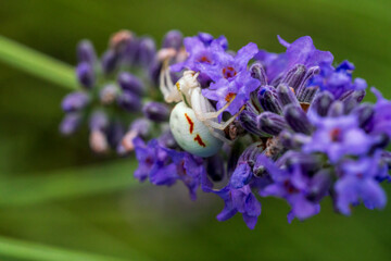 Wall Mural - A white crab spider in close up view with soft green lavendar background