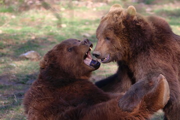 brown bear