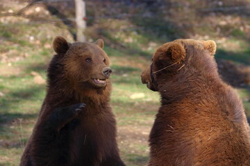 brown bear