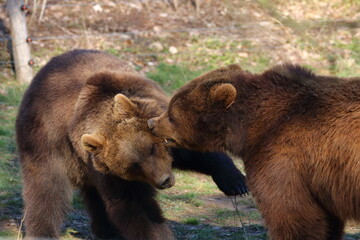 brown bear