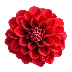 Wall Mural - close up of red dahlia flower isolated on white background 