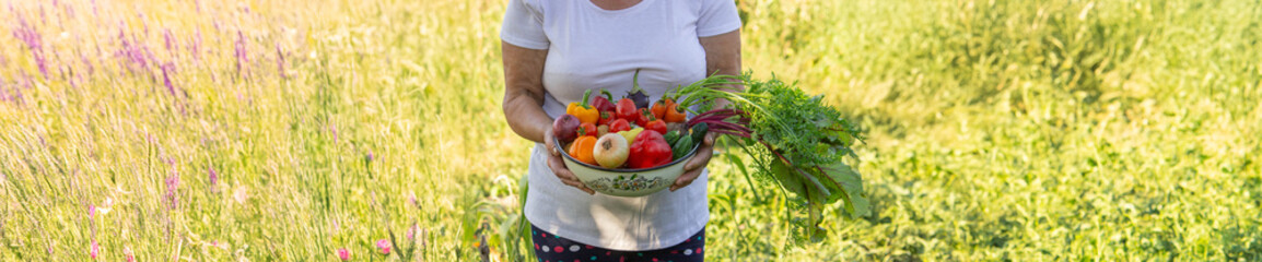 Wall Mural - elderly woman in the garden with fresh vegetables in a bowl. Selective focus