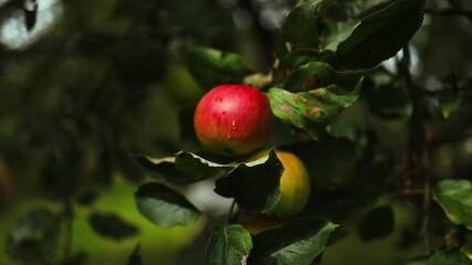 Wall Mural - Red apples on tree ready to be harvested. Ripe red apple fruits in apple orchard. Selective focus. High quality FullHD footage