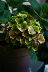 Green brown hydrangea large buds, petals growing in a a pot close up. Growing plants in home garden. Floral postcard. Summer flowers in full bloom.