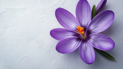 Sticker - Vibrant purple flower with yellow stamens and green leaves lies on a textured white surface, creating a striking contrast