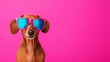 © Trusha - A dog wearing sunglasses and standing in front of a pink background