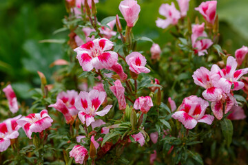 Wall Mural - Red flowers of godecia in the garden. Large flowers of godecia.