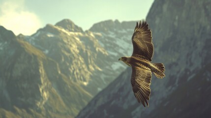 Poster - Detailed view of a bird gliding close to a mountain range, with clear focus on the bird and rugged landscape