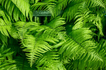 Green fern leaves close-up