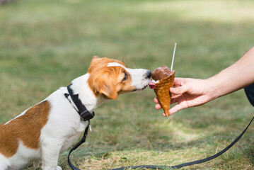 Sticker - Jack russell terrier puppy eating ice cream cone on the green lawn. Man feeds his dog sweet ice cream cone. Cute and happy dog has fun