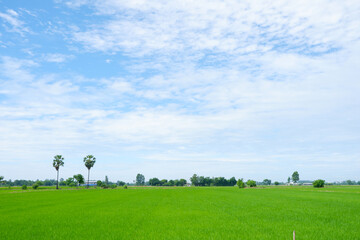 Wall Mural - View of green rice fields and sky.