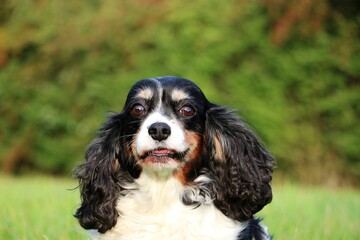 Wall Mural - close up head portrait of a beautiful tricolored cavalier king charles spaniel in the green garden