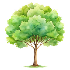 watercolor illustration of a tree with soft green foliage and a tall trunk, representing a peaceful 