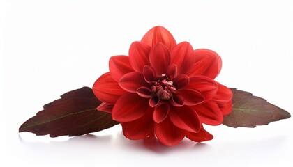 Wall Mural - beautiful red flower isolated on white