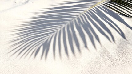 Wall Mural - Business, travel concept, fern leaf, projection, background, palm leaf, Shadow, clean flat, white sand beach, local close-up, magazines, books, documents, media, Reading, color, pattern, sky, close-up