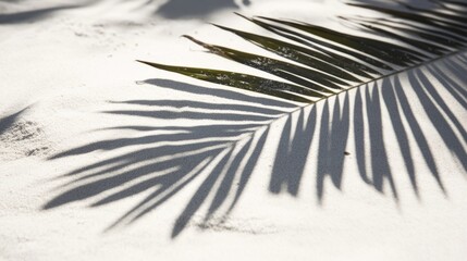 Wall Mural - Business, travel concept, fern leaf, projection, background, palm leaf, Shadow, clean flat, white sand beach, local close-up, magazines, books, documents, media, Reading, color, pattern, sky, close-up