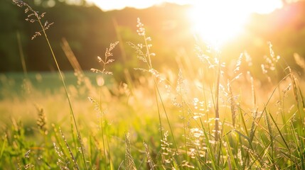 Wall Mural - Golden Hour Grass