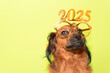 © PHOTOSORIA - a proud puppy celebrates the beginning of new year 2025 with golden and shiny gold glasses. happy new year 2025 and merry christmas postcard funny greeting card.
