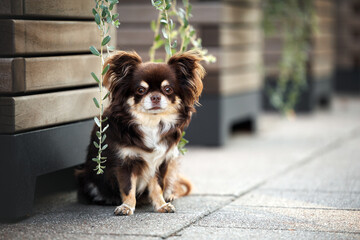 Poster - cute brown chihuahua dog posing outdoors