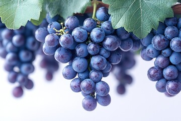 Canvas Print - Three Bunches of Grapes on a White Background.