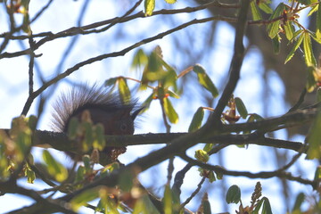 Wall Mural - red squirrel