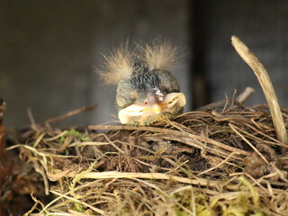 Baby blackbird looks out of the nest