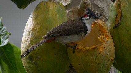 Wall Mural - Red Whiskered Bulbul bird eating ripe papaya on tree -unedited 4K